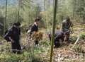 云南勐海:检察官为森林补植复绿